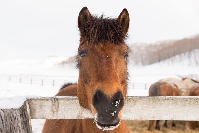 Dosanko / Hokkaido Pony